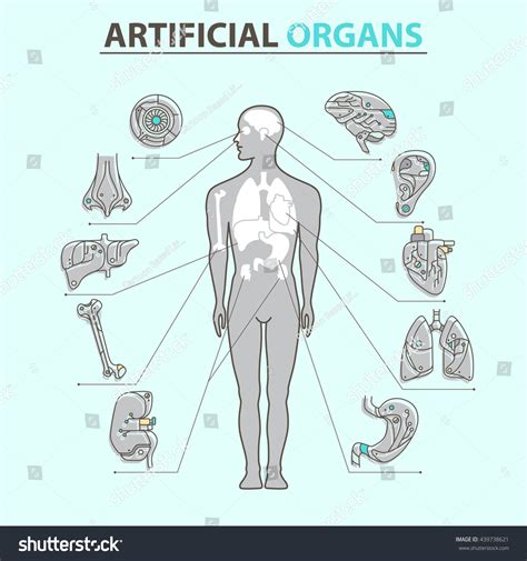 Artificial Organs Eps 10 Isolated Objects Stock Vector (Royalty Free ...