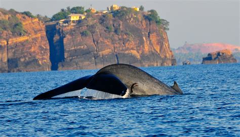 Whale watching in Kalpitiya | travelfor4you