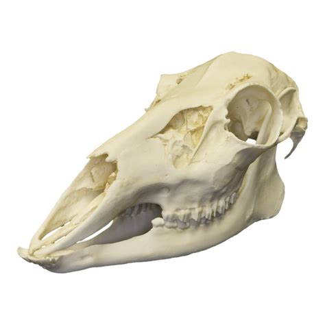 Replica Whitetail Deer Skull For Salein – Skulls Unlimited ...