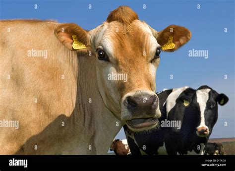 Jersey Cattle High Resolution Stock Photography and Images - Alamy