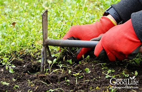 Natural Weed Control in the Vegetable Garden