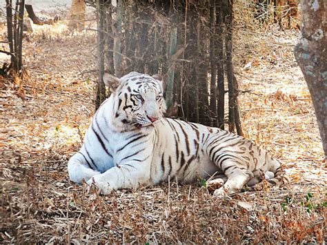 Bannerghatta National Park In Bangalore | Bannerghatta National Park ...