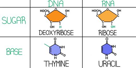 DNA vs. RNA - Expii