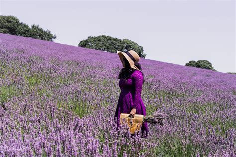 11 Best Lavender Fields to visit in California — A Charming Escape