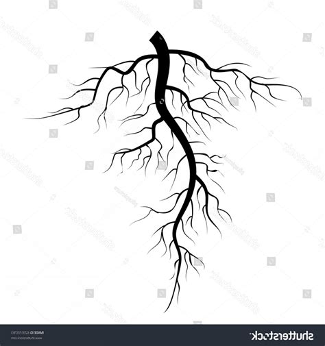 Tree Roots Vector at Vectorified.com | Collection of Tree Roots Vector free for personal use