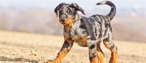 Catahoula Leopard Dog: Breed Information, Characteristics, and Facts