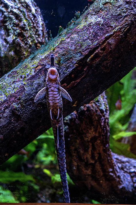 Twig Catfish Photograph by Linda Howes