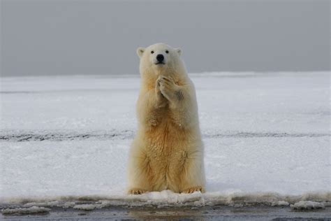 11 ways to help polar bears