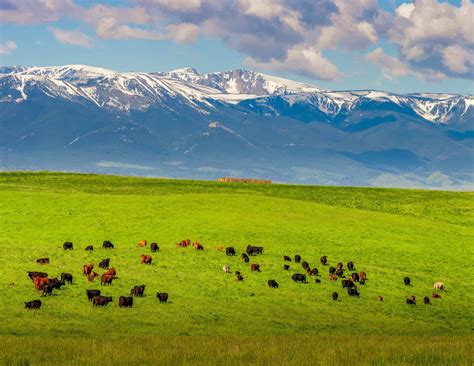 Montana Landscapes | Deep-Rooted Support of Agriculture | Fay Ranches