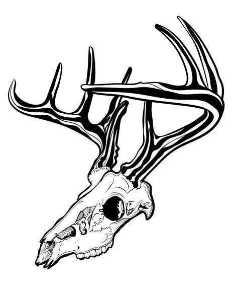 deer skull drawing easy - Sabra Littlejohn