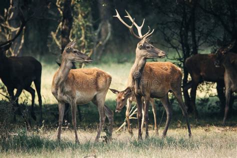 Red deer in mating season stock image. Image of brown - 78253425