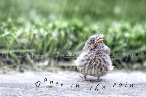 Inspirational Quote Print Bird Digital Print Fine Art Printable Art Baby Bird Dance in the Rain ...