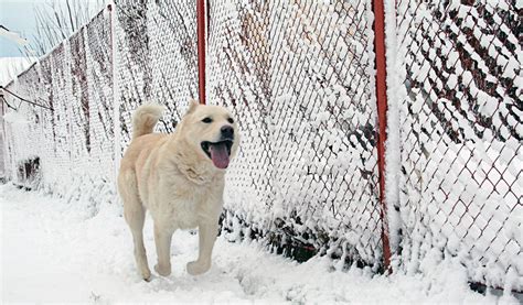 Snow dog Free Photo Download | FreeImages