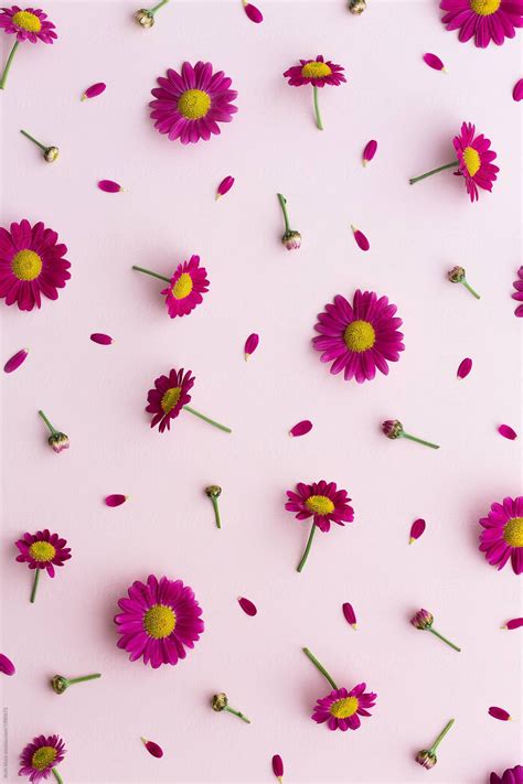 Pink Daisy Wallpapers - Top Free Pink Daisy Backgrounds - WallpaperAccess