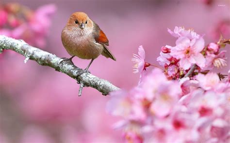 Spring Flowers and Birds Wallpapers - Top Free Spring Flowers and Birds Backgrounds ...