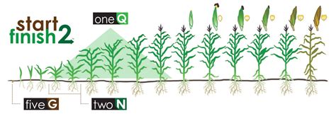 Start2Finish: The NACHURS Bio-K System for Maximizing Corn Yields