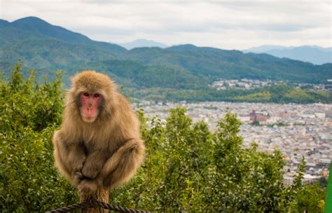 Kyoto Monkey Park Photos, Tips & Review - Travel Caffeine