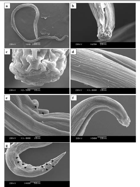 Figure 1 from Scanning electron microscopy of nematode parasites ...