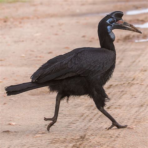 Bird watching in Africa - Abyssinian Ground Hornbill or Northern Ground Hornbill, Bucorvus ...