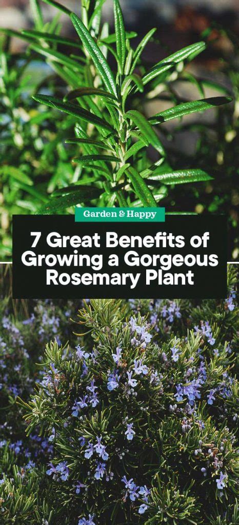 7 Great Benefits of Growing a Gorgeous Rosemary Plant - Garden and Happy