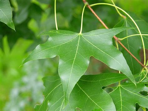 Acer truncatum (Purple Blow Maple, Shangtung Maple) | North Carolina Extension Gardener Plant ...