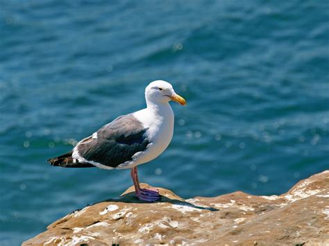 California Gull - Bird Watching Academy