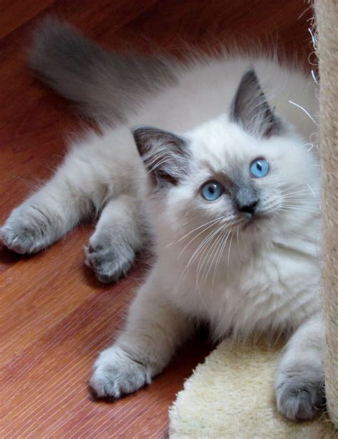 Ragdoll Blue Colourpoint Dollcatz Oliver-Best Crystal Kitten | Siamese cats facts, Fluffy ...