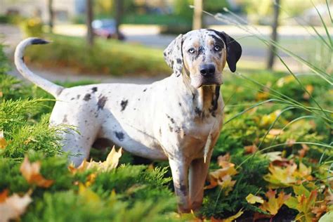 Catahoula Leopard Dog Ultimate Guide: Pictures, Characteristics ...