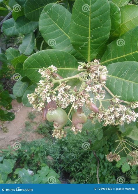 Cashew Flower On The Sidewalk Royalty-Free Stock Photography ...