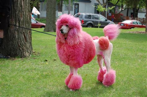 Poodle - The Chien Canne - Dog Breed Answers