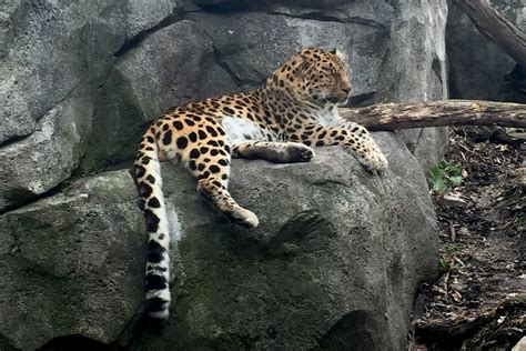 Born to be wild: Minnesota Zoo committed to conservation - The Mac Weekly