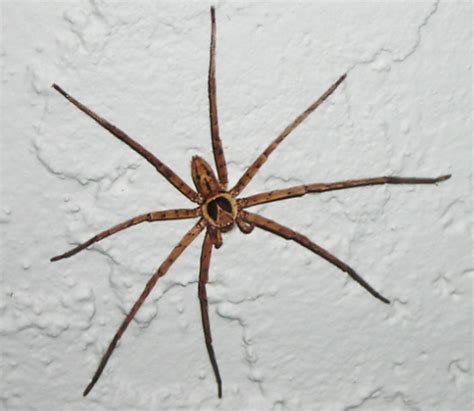 Huntsman Spider - What's That Bug?