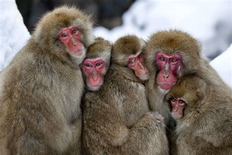 Family of snow monkeys huddled together | Family of snow mon… | Flickr