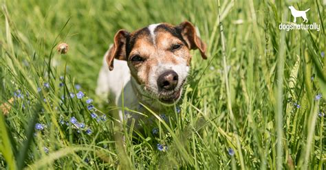 Should I Let My Dog Eat Grass? Exploring the Pros and Cons - Petsmartgo