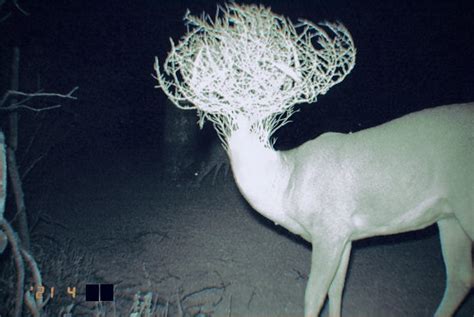 A Strange Deer : r/Deltagreen