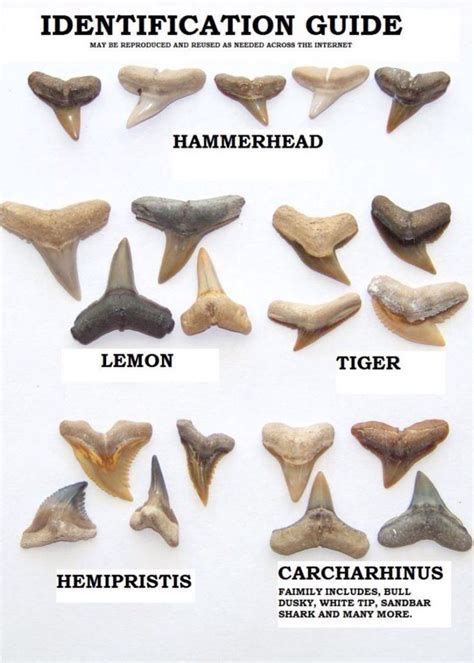sharks myrtle beach - Google Search | Shark teeth, Shark teeth crafts, Sandbar shark