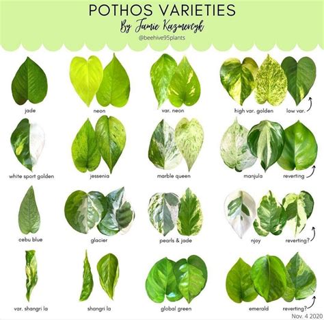 imgur.com | Plant leaf identification, Variegated plants, Plant care ...