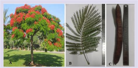 Photographs of (A) Delonix regia tree (X= 1/200), (B) leaf (X= 1/2 ...