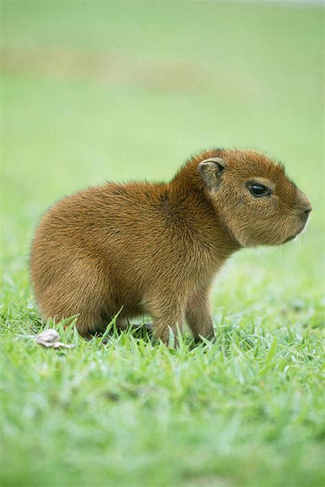 Baby Capybara Art Print by M. Watson