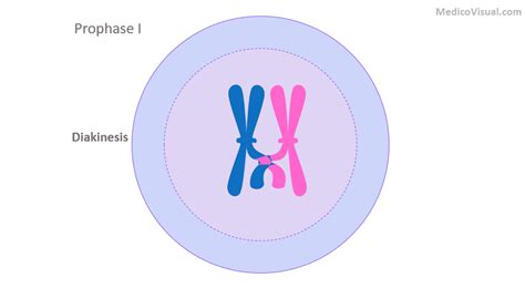 Prophase 1