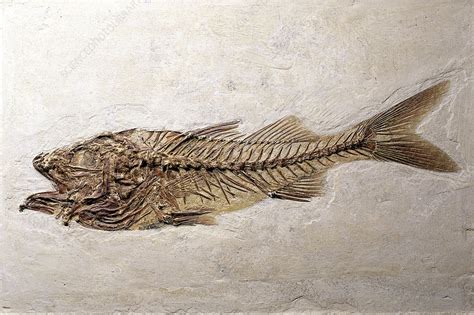 Fossil fish - Stock Image - E445/0320 - Science Photo Library