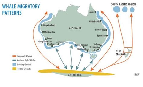 Whale Migration Patterns around Australia, visit Shark Bay to see the ...