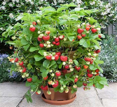 8 Of The Best Berries To Grow In Containers | Balcony Garden Web