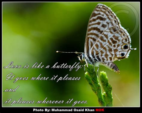 Butterfly Quotes About Life. QuotesGram