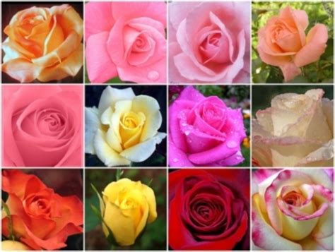 What are the different names for roses? - Rankiing Wiki : Facts, Films ...