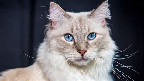 Do Ragdoll Cats Have Blue Eyes Only? - Ragdoll Care