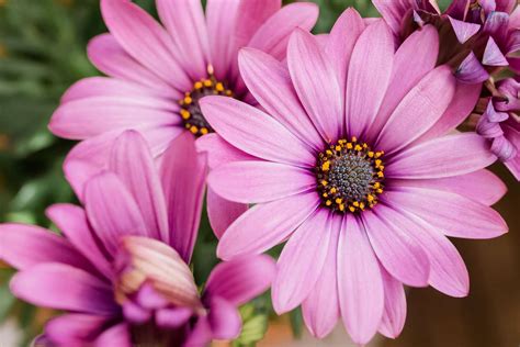 Daisy Like Flower That Blooms In Fall Crossword Clue | Best Flower Site