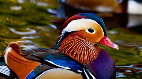 Mandarin Duck - Curacao ZOO - [Parke Tropikal]