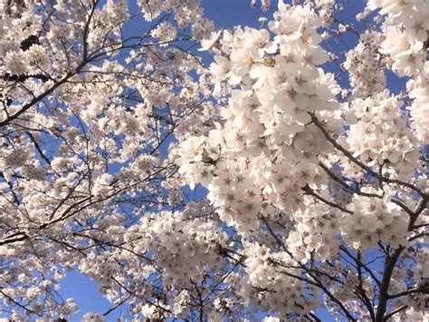 Cherry Blossom Varieties & How They Bloom - SNOW MONKEY RESORTS