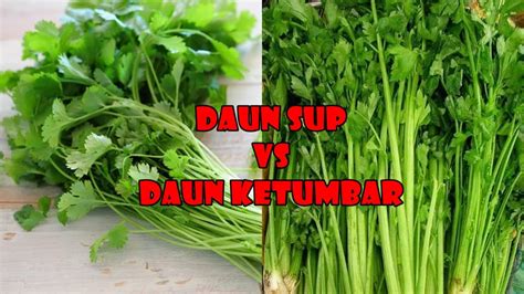 Daun Ketumbar Vs Daun Sup